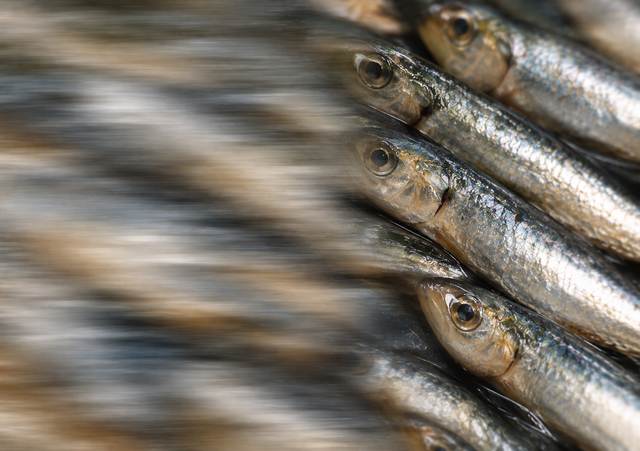 de sardines